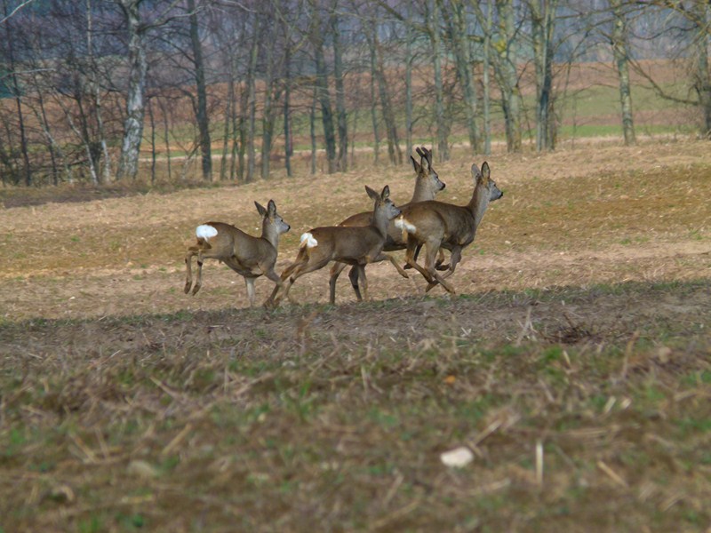 accommodation photo - roebuck (11.05 - 30.09) hunting in Kostrzyn