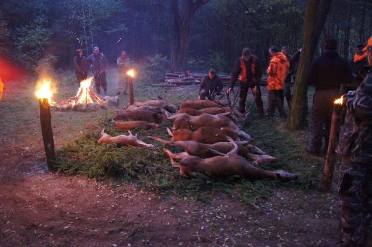 accommodation photo - driven hunt (november / december) hunting in Zielona Góra