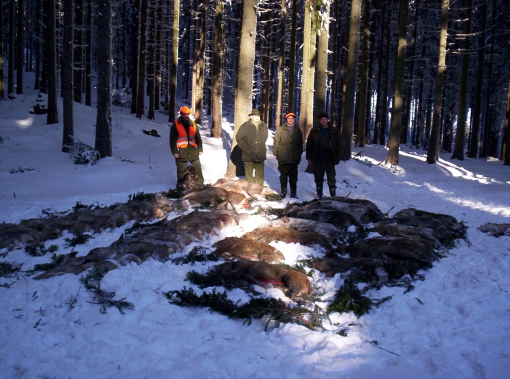 accommodation photo - driven hunt (november / december) hunting in Zielona Góra