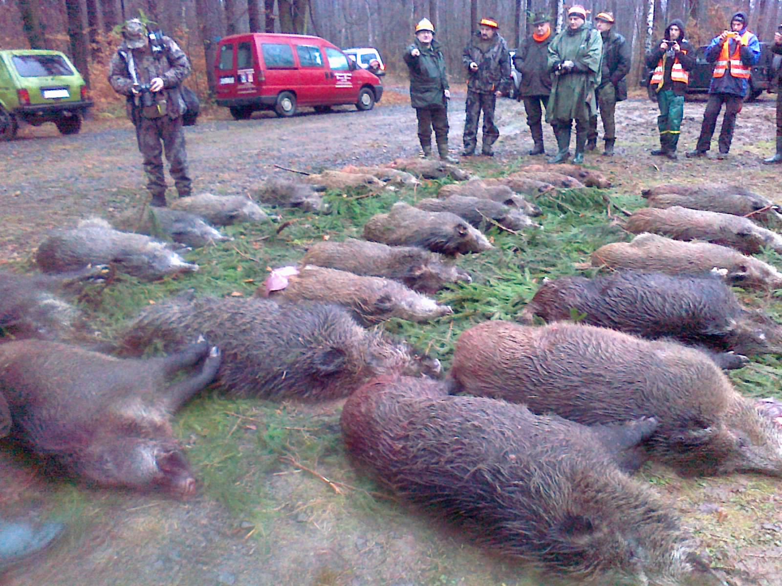 accommodation photo - driven hunt (november / december) hunting in Złotoryja