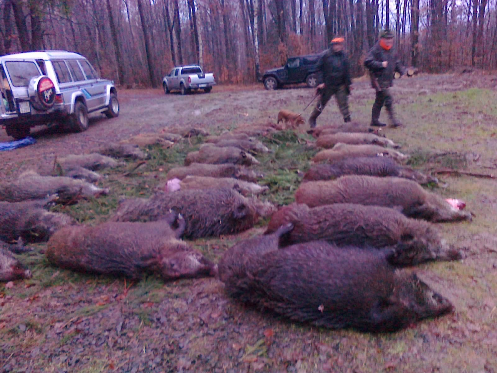 accommodation photo - driven hunt (november / december) hunting in Złotoryja