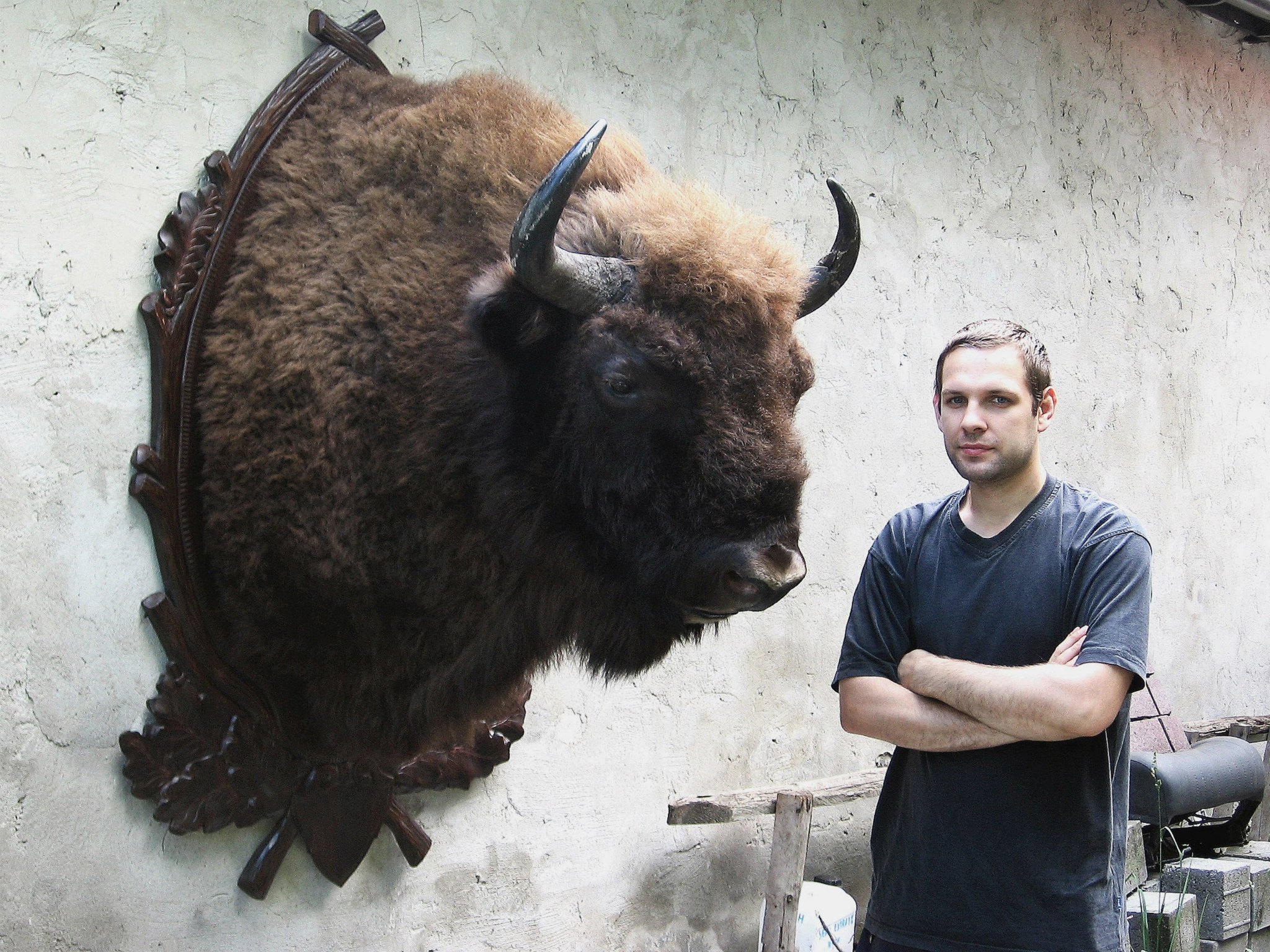 bison shoulder mount