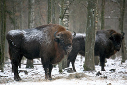 Two bison in winter scenery