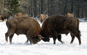 Fighting animals - bison
