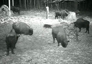 Group of bison at a watering hole - Night image of the infrared camera