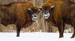 Bison on the edge of the forest