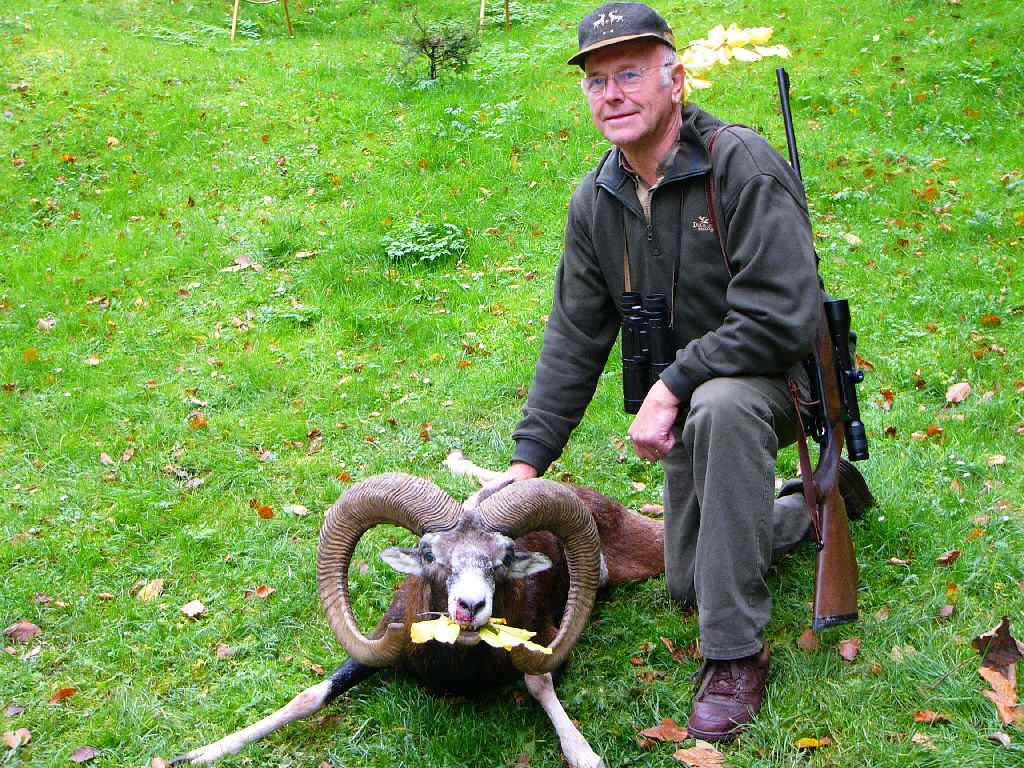Danish hunter with large antlers mouflon